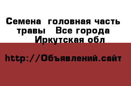 Семена (головная часть))) травы - Все города  »    . Иркутская обл.